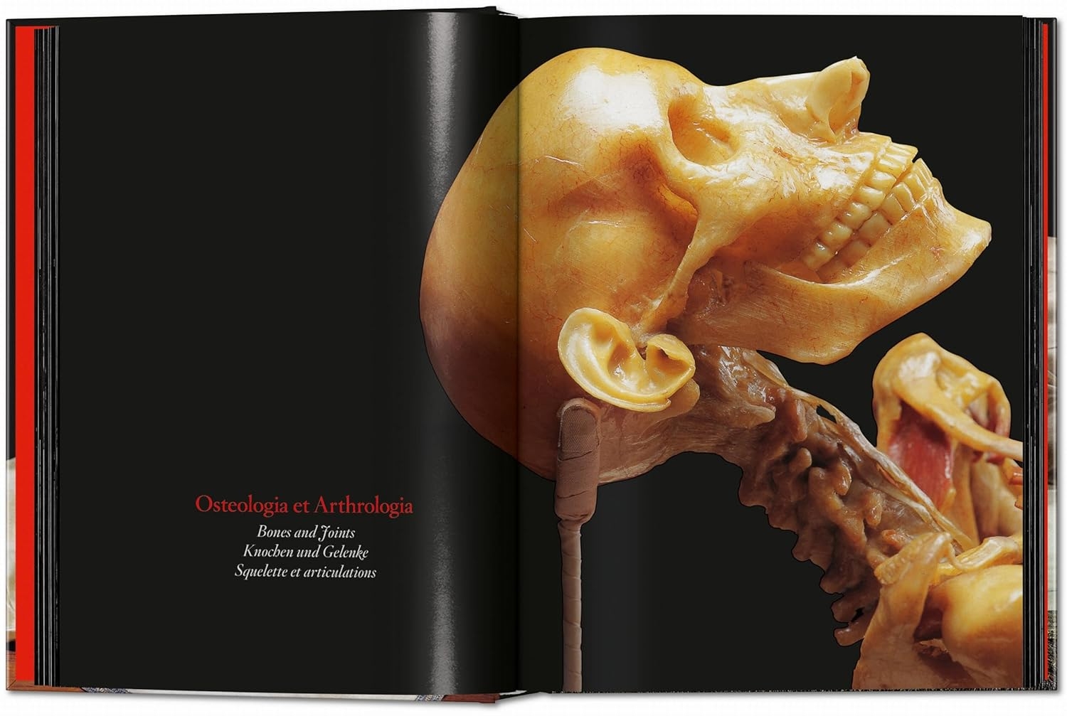  کتاب تاشن Anatomical Waxes 